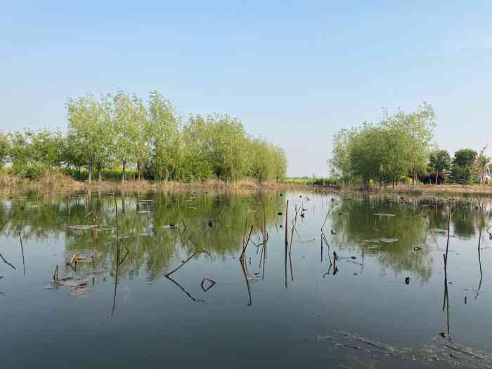 封丘陈桥湿地公园油菜花节