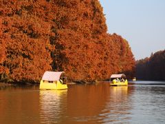 -上海海湾国家森林公园