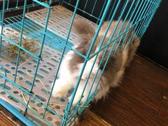 -志龙皇冠吃货椰子铺