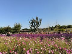 -上海滨江森林公园