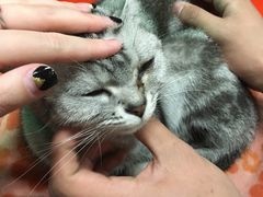 -猫咪博物馆(顶澳仔猫街店)