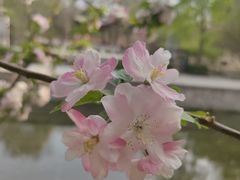 -海棠花溪(元大都城垣遗址公园)