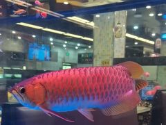 -新辉港式茶餐厅(北栅店)