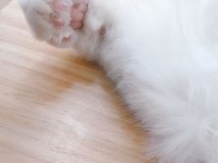 -李小姐の猫咖啡馆(五角场店)