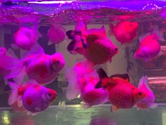 -苏州艺都古玩花鸟市场
