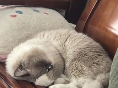 -安安宠医宠物医院·异宠·犬猫内科(岳阳分院)