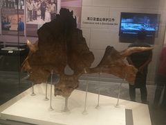 -北京周口店北京人遗址博物馆