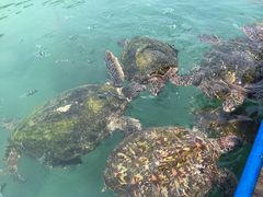 -海南分界洲岛旅游区