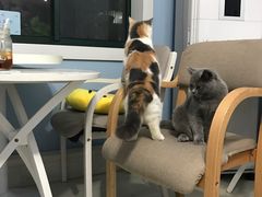 -喵的天空名猫咖啡馆·撸猫·猫舍·用品