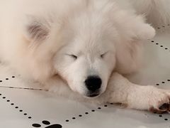 -毛绒耶耶撸宠馆·猫咖·狗咖·荷兰猪咖
