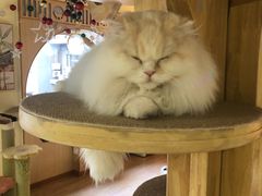 -猫和宫(六道口店)