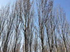 -大兴滨河森林公园