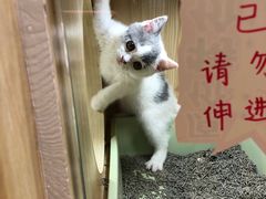 -屋虎猫馆(宝安大仟里店)