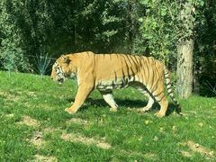 -北京野生动物园