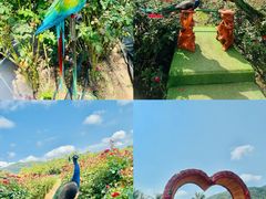 -亚龙湾国际玫瑰谷