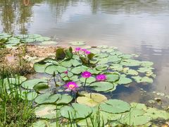 -东莞植物园
