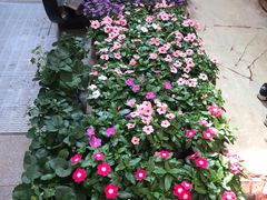 -双季花艺园艺市场(浦东店)