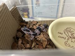-酷以爬仙阁实体爬宠店·守宫·蜥蜴·专业繁育