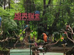 -广州长隆飞鸟乐园