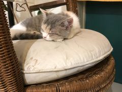 -平行世界·猫咖(首经贸店)