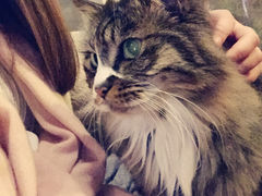 Anne猫窝咖啡屋-Anne猫窝咖啡屋