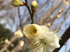 复瓣绿萼-北京鹫峰国家森林公园