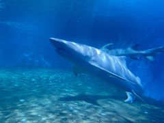 -北戴河圣蓝海洋公园