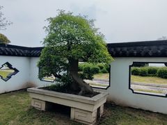 -扬州大运河文化旅游度假区·盆景园