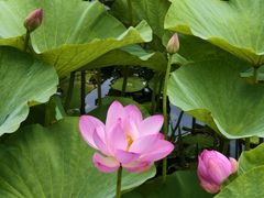 -荷塘月色湿地公园·向阳花洲