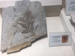-辽宁古生物博物馆