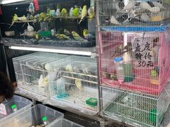 -溪岸路花鸟市场