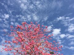 -深圳龙潭公园