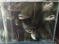 -煲来饱去冷水鱼