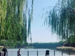 -大兴滨河森林公园