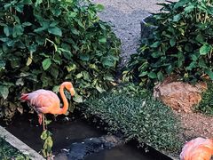 -清迈夜间动物园