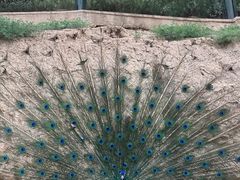 -青藏高原野生动物园