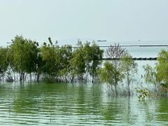 -合肥滨湖国家森林公园