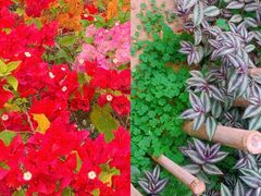 -呀路古热带植物园
