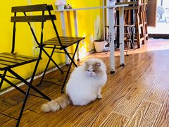 -志龙皇冠吃货椰子铺