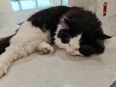 -共舞时光猫咖·狗咖(新街口店)