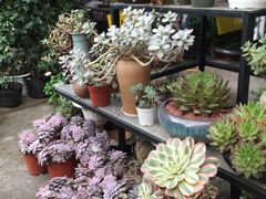 -金科花卉市场