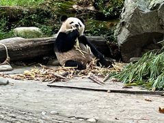-都江堰中华大熊猫苑