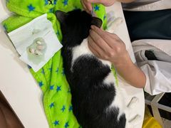 -瑞派动物医院·绝育·犬猫全科·预防医学(光景江南中店)