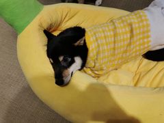-逗柴咖啡屋·狗咖猫咖宠物桌游