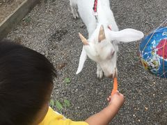 -前小桔亲子创意农场·草莓采摘·露营烧烤