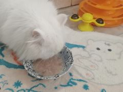 -猫宠乐园·专业洗护