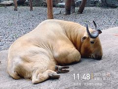 -北京野生动物园