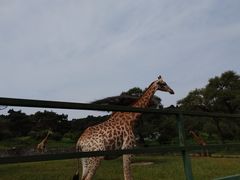 -沈阳森林动物园