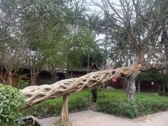 -瑞丽独树成林风景区