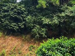 -火炉山森林公园